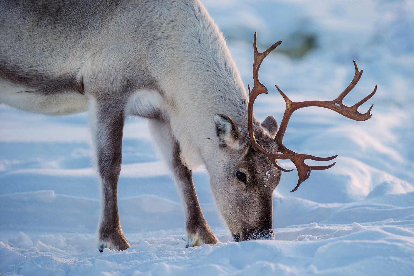 poro porotila paljakka poroja